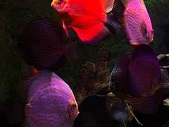 -上海海洋水族馆