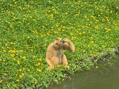 -深圳野生动物园
