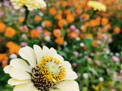 -花开海上生态园