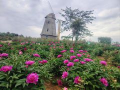 -都江堰玫瑰花溪谷