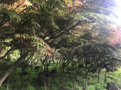 -南京市江宁方山
