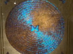 -上海昆虫博物馆