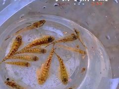 -马峦山郊野公园