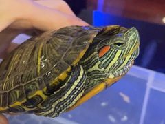 -爱哆宠物医院·骨科·外科·猫科