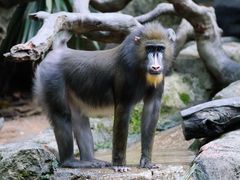 -广州长隆野生动物世界