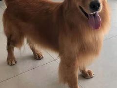 -凯瑞希宠物医院·狂犬免疫·微创·皮肤科
