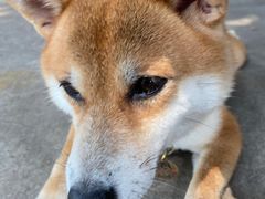 -柴犬高等学院·狗咖·柴犬售卖·宠物训练