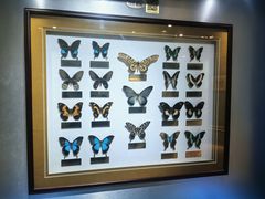 -上海昆虫博物馆