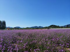 -北京东方普罗旺斯薰衣草庄园