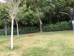 -野狸岛