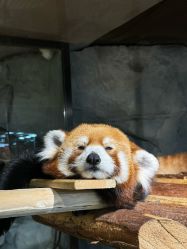 -Zoolung Zoolung动物主题公园(海信广场店)