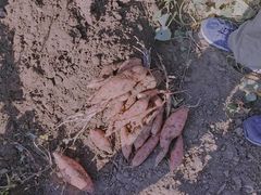 -白河湾山水缘民宿