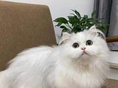 -猫十亿·布偶金渐层·曼基康矮脚猫舍(青年路店)