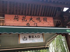 -白洋淀景区