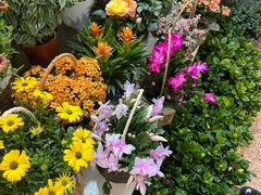 -双季花艺园艺市场(浦东店)