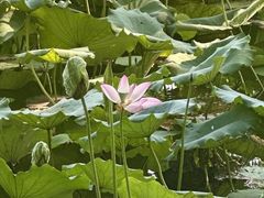 -荔湾湖公园