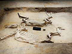 -洛阳周王城天子驾六博物馆