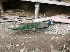 -栾川竹海野生动物园