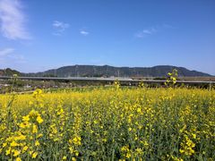 -光明小镇欢乐田园