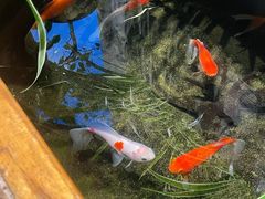 -有才叔的小馆(高新咖啡街区店)