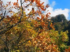 -王顺山国家森林公园