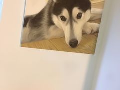 -Husky Go! 哈士奇体验馆·宠物咖啡厅狗咖