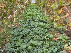 -马陆小张葡萄园农家乐