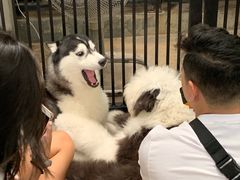 -TrueLove @ Neverland (Husky Cafe)
