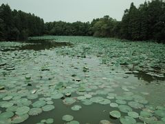 -东湖落雁景区