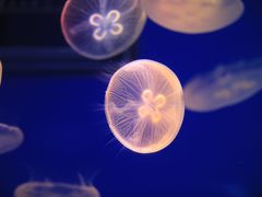 -上海海昌海洋公园