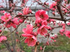 -雨花胜境