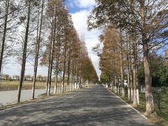 -崇明东平国家森林公园烧烤房车露营地