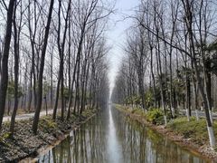 -合肥滨湖国家森林公园