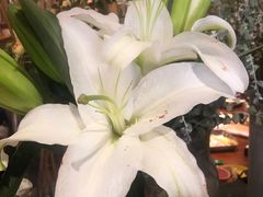 -芭莉与彩虹西餐厅(成都合生汇店)