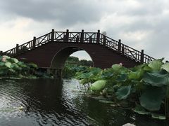 -荷塘月色湿地公园·向阳花洲