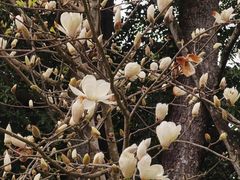 -广州市流溪河国家森林公园