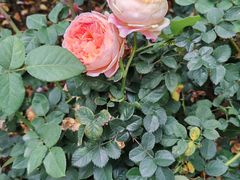 -人民公园(罗湖区)