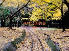 -上海共青森林公园