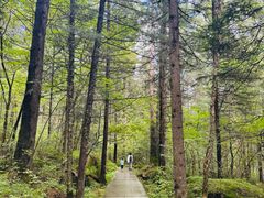 -汤旺河林海奇石景区