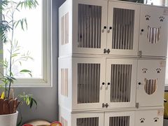 -东方名猫馆·英短金渐层布偶猫舍(环线广场1号楼店)