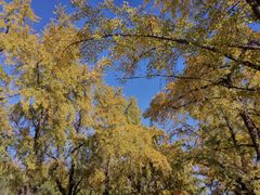 -三里屯东五街银杏大道