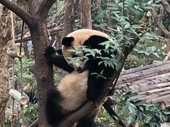 -成都大熊猫繁育研究基地