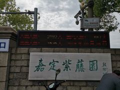 -嘉定紫藤园
