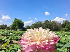 -广州莲花山旅游区