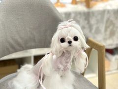 -萌宠之家·腊肠犬·马尔泰·小体犬舍