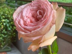 -芙蓉堂(武汉天地店)