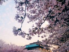 -武汉大学-樱园