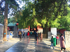 景点-少林寺景区