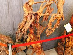 -星巴克(舟山蜈蚣峙店)