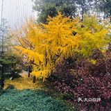 故都的秋